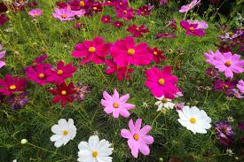 Cosmos flower