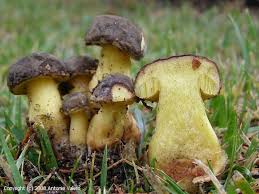 Attēlu rezultāti vaicājumam “Xerocomus pruinatus”