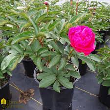 Attēlu rezultāti vaicājumam “Paeonia lactiflora flower”