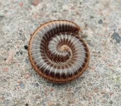 Attēlu rezultāti vaicājumam “Myriapoda”