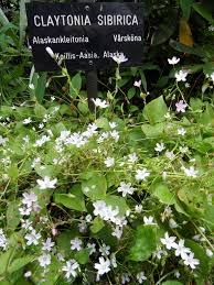 Attēlu rezultāti vaicājumam “Claytonia sibirica”