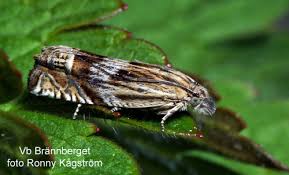 Attēlu rezultāti vaicājumam “Eucosma aspidiscana”