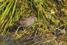 Image result for Porzana pusilla