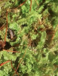 Attēlu rezultāti vaicājumam “Geocalyx graveolens”