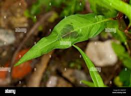 Attēlu rezultāti vaicājumam “Persicaria lapathifolia leaf”