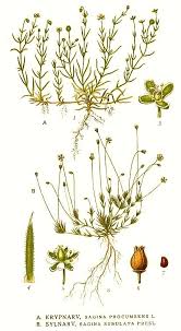 Attēlu rezultāti vaicājumam “Sagina procumbens leaf”