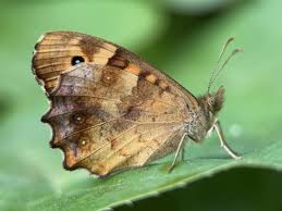 Attēlu rezultāti vaicājumam “Pararge aegeria”