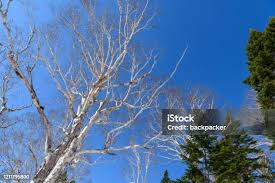 Attēlu rezultāti vaicājumam “Abies mariesii”