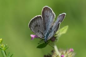 Attēlu rezultāti vaicājumam “Phengaris arion upperside”