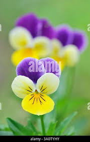 Attēlu rezultāti vaicājumam “Viola arvensis flower”