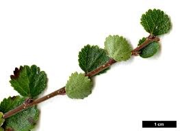 Attēlu rezultāti vaicājumam “Betula nana”