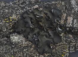 Attēlu rezultāti vaicājumam “Leptogium saturninum”