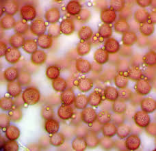 Attēlu rezultāti vaicājumam “Fuligo laevis”