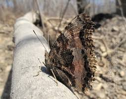 Attēlu rezultāti vaicājumam “Nymphalis xanthomelas upperside”