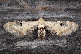 Attēlu rezultāti vaicājumam “Eupithecia centaureata”