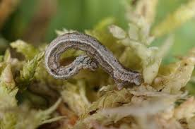 Attēlu rezultāti vaicājumam “Idaea muricata”