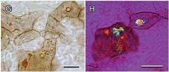 Attēlu rezultāti vaicājumam “Lycogala miserum”