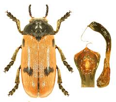 Attēlu rezultāti vaicājumam “Clytra quadripunctata”