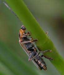 Attēlu rezultāti vaicājumam “Cantharis figurata”