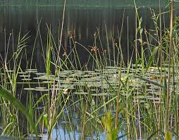 Attēlu rezultāti vaicājumam “xComagaria rosea”