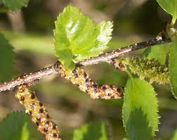 Attēlu rezultāti vaicājumam “Betula humilis”