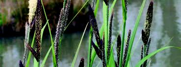 Attēlu rezultāti vaicājumam “Carex acutiformis”
