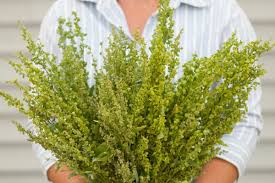 Image result for Atriplex hortensis