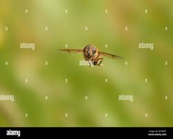 Attēlu rezultāti vaicājumam “Eristalis sp.”