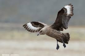 Image result for Stercorarius skua