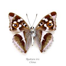 Attēlu rezultāti vaicājumam “Apatura iris female”