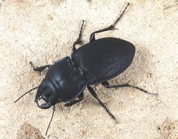 Attēlu rezultāti vaicājumam “Carabidae”