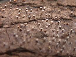 Attēlu rezultāti vaicājumam “Craterium minutum macro”