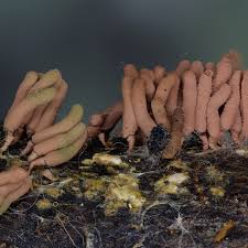 Attēlu rezultāti vaicājumam “Heterotrichia insignis (syn. Arcyria insignis) spores”