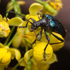Attēlu rezultāti vaicājumam “Gaurotes virginea”