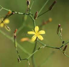 Attēlu rezultāti vaicājumam “Mycelis muralis bud”