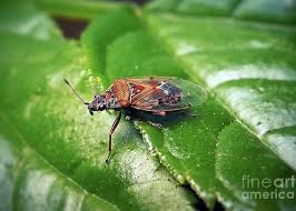 Attēlu rezultāti vaicājumam “Kleidocerys resedae”