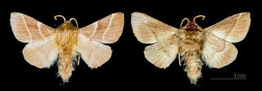 Attēlu rezultāti vaicājumam “Malacosoma neustria”