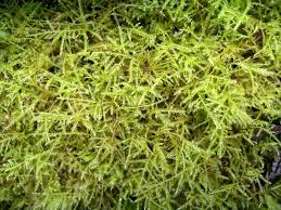 Attēlu rezultāti vaicājumam “Eurhynchium praelongum”