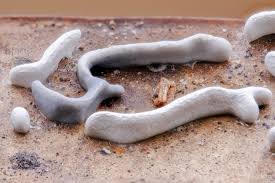 Attēlu rezultāti vaicājumam “Craterium leucocephalum stalked”