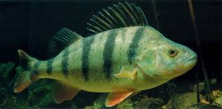 Attēlu rezultāti vaicājumam “Perca fluviatilis”