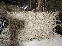 Image result for 붶