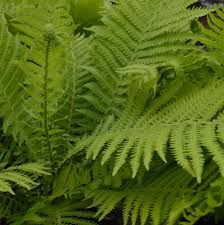 Attēlu rezultāti vaicājumam “Matteuccia struthiopteris”