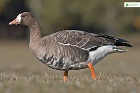 Attēlu rezultāti vaicājumam “Anser albifrons”