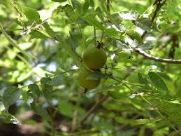 Attēlu rezultāti vaicājumam “Juglans x sinensis fruit”