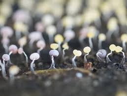 Attēlu rezultāti vaicājumam “Physarum viride var. incanum macro”