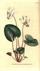 Image result for Cyclamen persicum