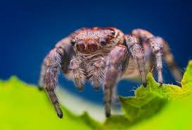 Attēlu rezultāti vaicājumam “Evarcha falcata male”