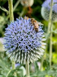 Attēlu rezultāti vaicājumam “Echinops sphaerocephalus flower”