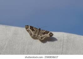 Attēlu rezultāti vaicājumam “Epirrhoe alternata”