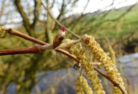 Attēlu rezultāti vaicājumam “Corylus avellana male flower”